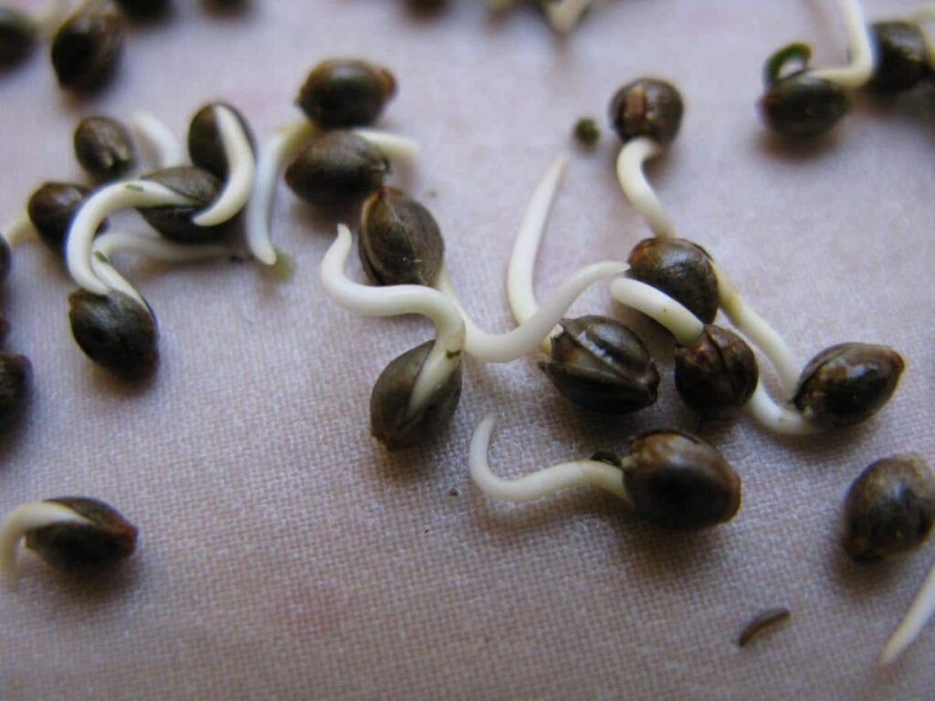 germination of Charlotte's Web Seeds