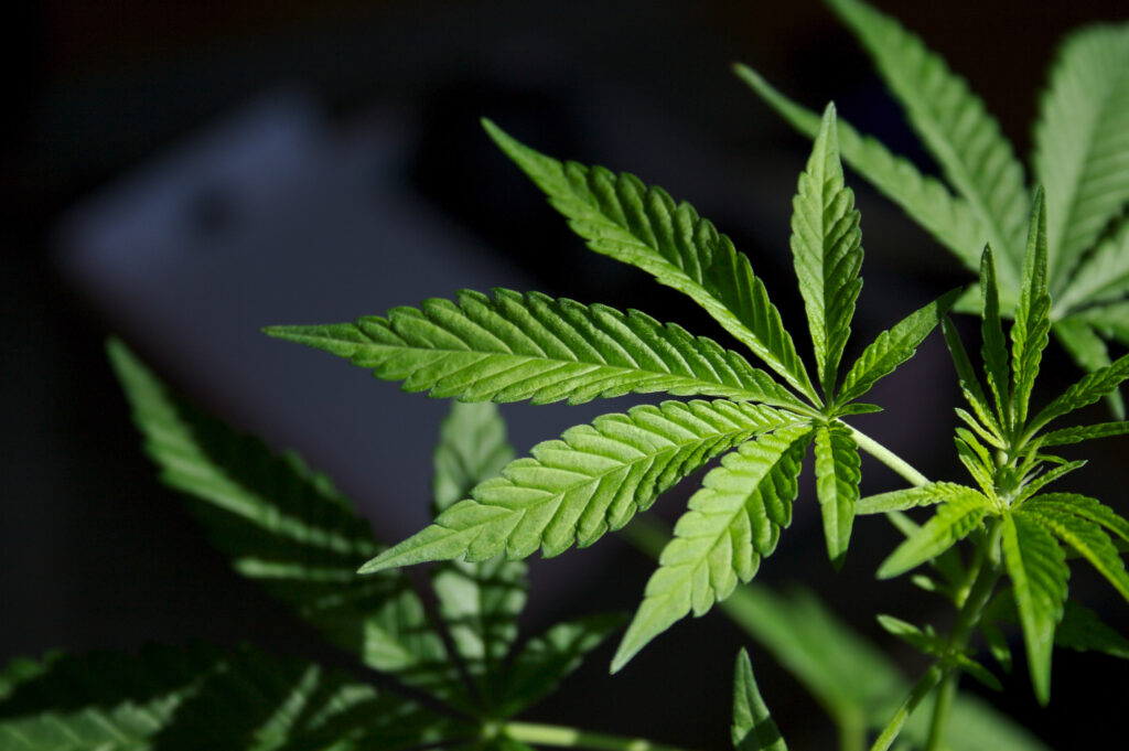 Cannabis Strain