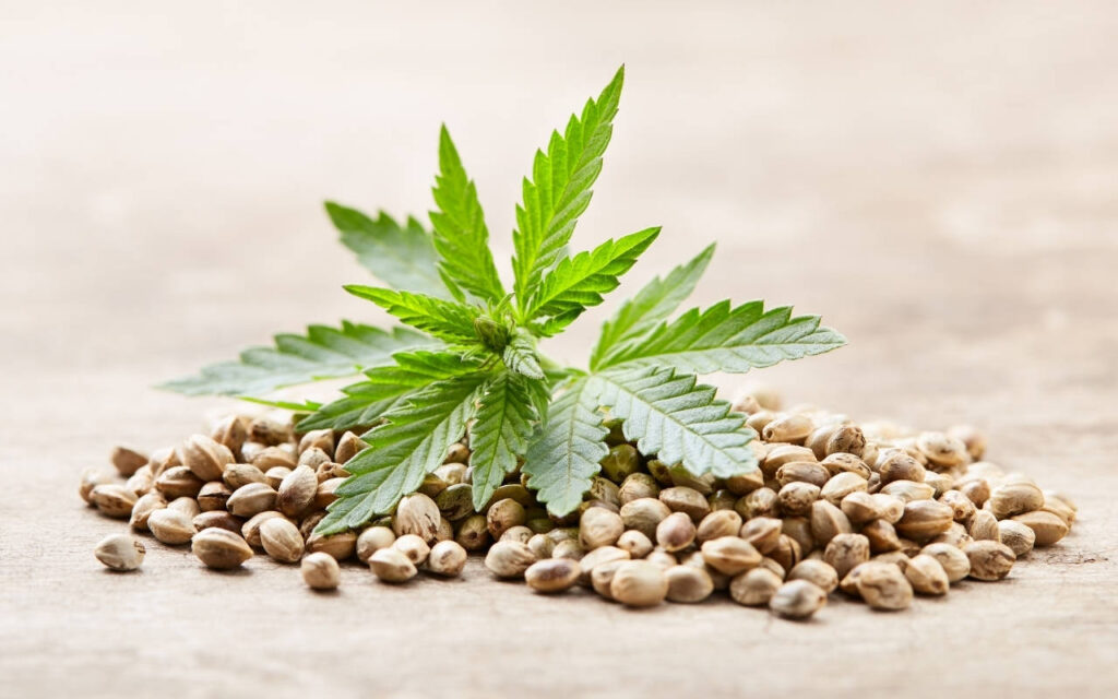 Hybrid Cannabis Strain